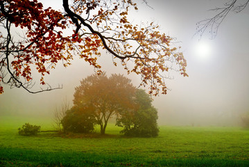 Park in the fog