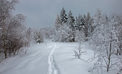 The trees in the winter forest are densely covered with fresh, loose snow. winter forest after heavy snowfall. The winter forest in the Carpathians is covered with a thick layer of loose snow