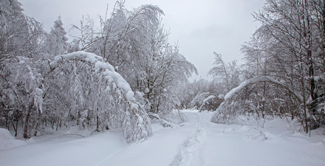 Obraz premium The trees in the winter forest are densely covered with fresh, loose snow. winter forest after heavy snowfall. The winter forest in the Carpathians is covered with a thick layer of loose snow