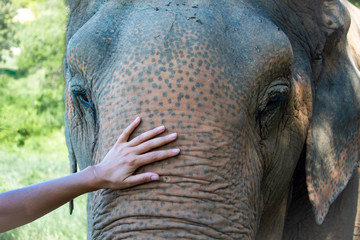 Female Hand touching Elephant’s Trunk Closeup