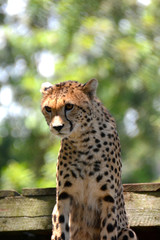 Cheetah in the Cheetah Breeding Sanctuary, Kenya.