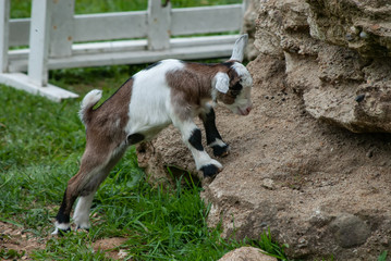 Ziege Jungtier klein