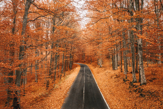 Fototapeta Forest road in the middle of autumn