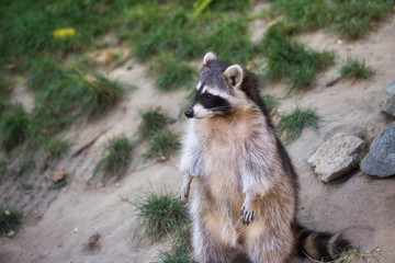 View of standing adult female lotor common raccoon (procyon lotor)