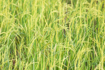 An organic asian golden rice farm during the sun set in the countryside of Thailand.