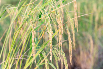 An organic asian golden rice farm during the sun set in the countryside of Thailand.