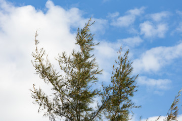 Pine leaf swaying on the blue sky