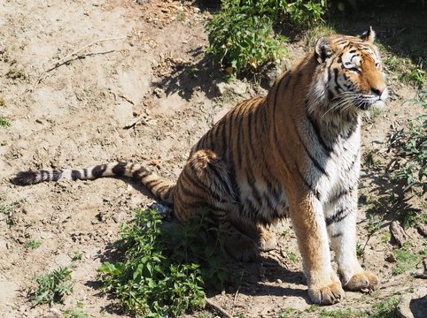 Sibirischer Tiger