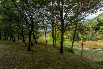 park with trees in the fall. Autumn colors with trees with colored leaves