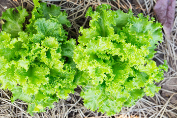 Green lettuce during sunset period in organic farm