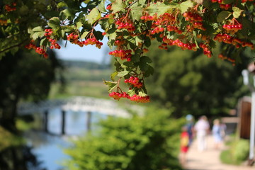Berries on a tree