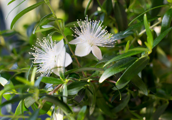 Myrtle (Myrtus communis) flowers close-up