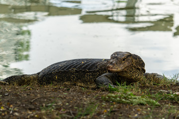 Massive Asian water monitor lizard spotted in Lumpini Park in Bangkok. 
