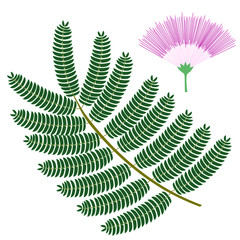 Silk tree flower and leaf. Tropical plant isolated on white background. Vector illustration.