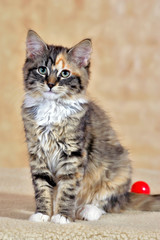 Cute Tortoise shell Kitten sitting in house.