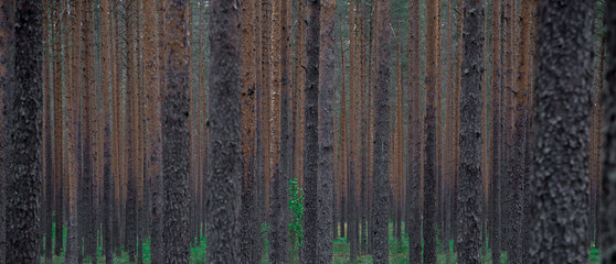 slender trees deep in the pine forest