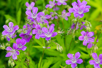 Fototapeta premium Bright flowers of meadow crane's-bill (Geranium pratense)
