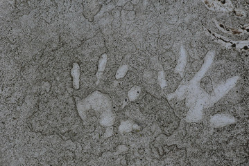 Racoon tracks in the mud on a white background