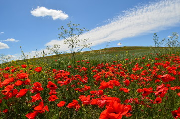 Fototapeta premium pole maków