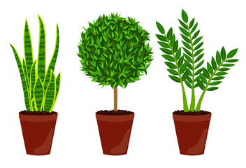 Houseplant set. ZZ plant. Myrtle. Snake Plant. Isolated on white background. Vector illustration.