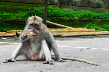 A cute macaque sitting outside the sacred monkey forest in Ubud, Bali. He enjoys a magnum icecream. Scientific name of the monkey is Macaca fascicularis.