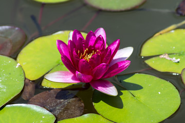 Bright pink water lily in a summer pond