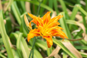 Lush orange lily