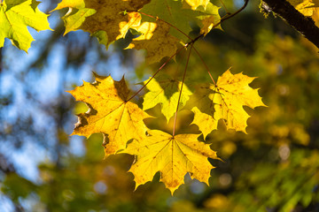 Bright yellow maple leaves lighted up with sun light. Maple leave on autumn season in a park