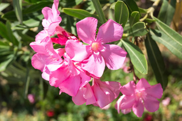 Bright pink oleander (nerium)