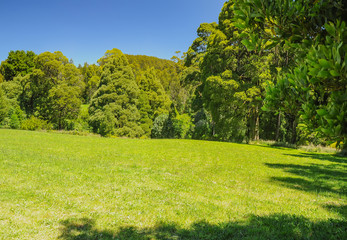  Great Otway National Park. Otway fly tree top walk.