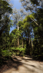  Great Otway National Park. Otway fly tree top walk.