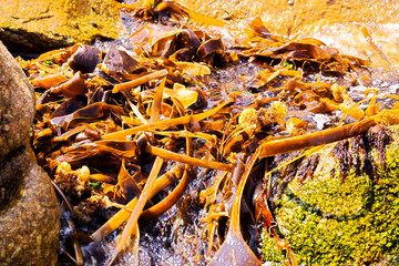 seaweed algaes kelps on coast