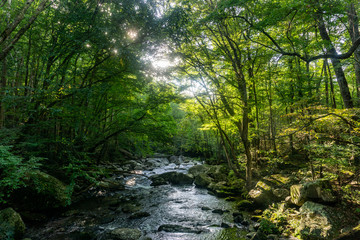 river in forest