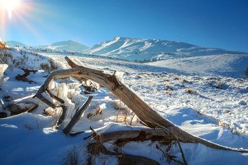 Mountain landscape with snow covered dead tree. Carpathian mountains.
