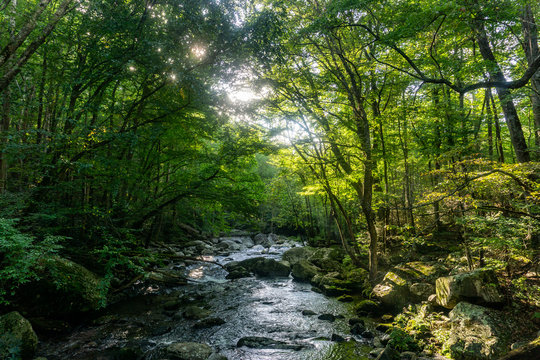 river in forest