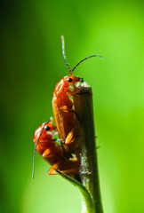 The secret life of beetles
 
