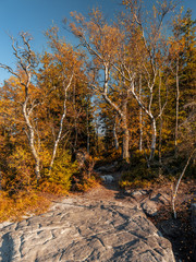 Birch trees in fall colors on the Kloof Corner in Table Mountain National Park, Poland
