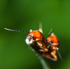 The secret life of beetles
 