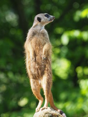 Erdmännchen