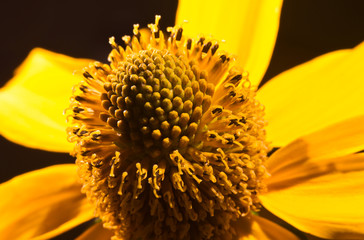 unblown yellow gerbera Daisy closeup 