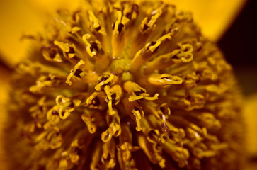 unblown yellow gerbera Daisy closeup 