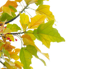 Autumn leaves on the tree are changing color. By changing from green to yellow, orange and brown and falling to the ground.