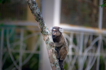 Common marmoset monkey - Rio de Janeiro, Brazil