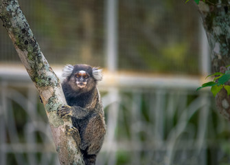 Common marmoset monkey - Rio de Janeiro, Brazil