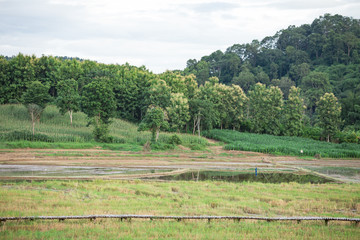 Wood bridge walkway along green rice field during sunset