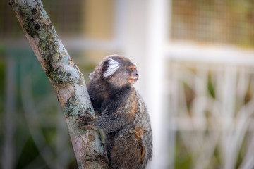 Naklejka premium Common marmoset monkey - Rio de Janeiro, Brazil