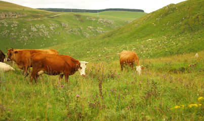 Naklejka premium Cows grazing on ths summer alpine meadow