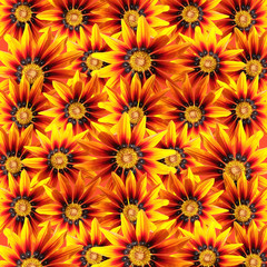 Beautiful floral background from orange gazania
 