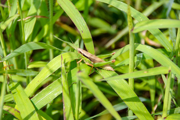 草むらにいるバッタ