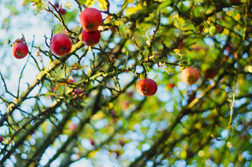 Growing apples on a tree